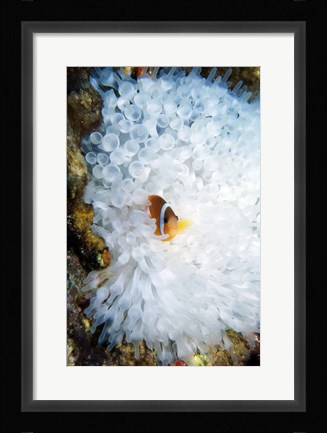 Framed High angle view of a clown fish hiding in a sea anemone, Nananu-i-Ra island, Fiji Print