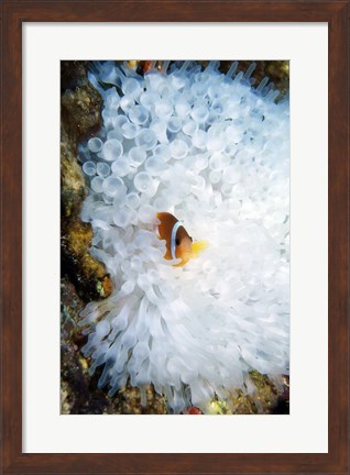 Framed High angle view of a clown fish hiding in a sea anemone, Nananu-i-Ra island, Fiji Print