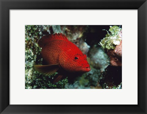 Framed Close-up of a coney fish swimming underwater, Cozumel, Mexico Print