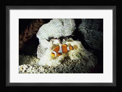Framed Clown Fish and an Anemone Print