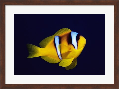 Framed Close-up of a Clown Fish swimming Print