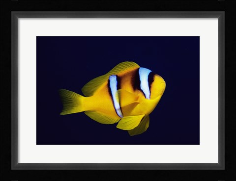 Framed Close-up of a Clown Fish swimming Print