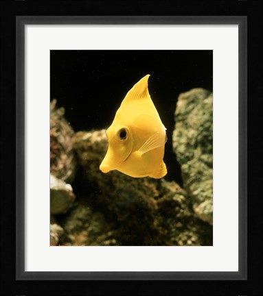 Framed Yellow Tang Print