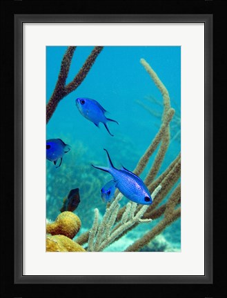 Framed Blue Chromis Fish Print