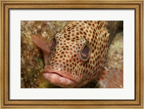 Framed Red Hind Fish Print