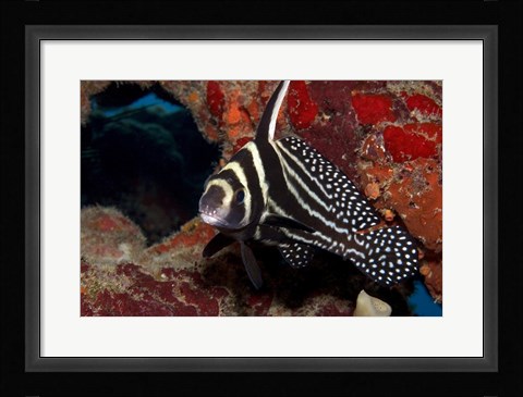 Framed Spotted Drum Fish Print