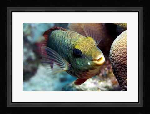 Framed Redband Parrotfish Print