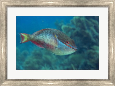 Framed Princess Parrotfish Print