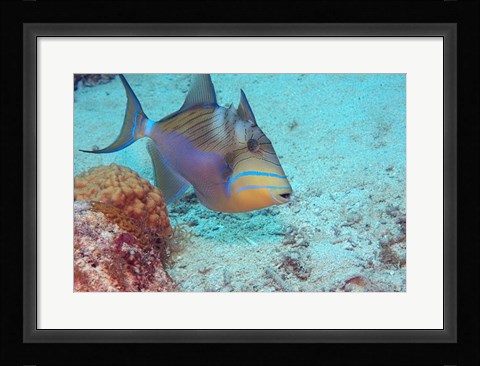 Framed Queen Triggerfish Print