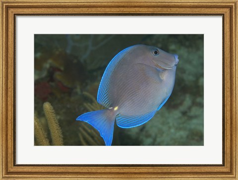 Framed Blue Tang Fish Print