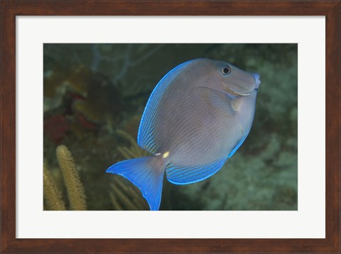 Framed Blue Tang Fish Print
