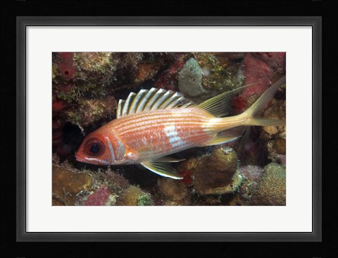 Framed Longspine Print