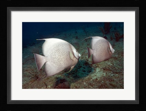 Framed Gray Angelfish Print
