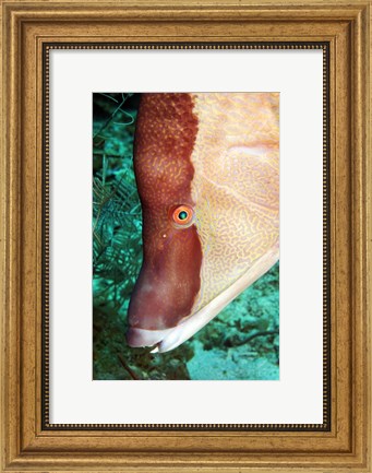 Framed Spanish Hogfish Print