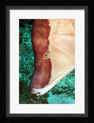 Framed Spanish Hogfish Print