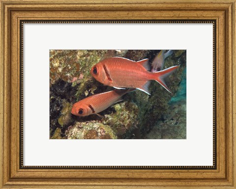 Framed Blackbar Soldierfish Print
