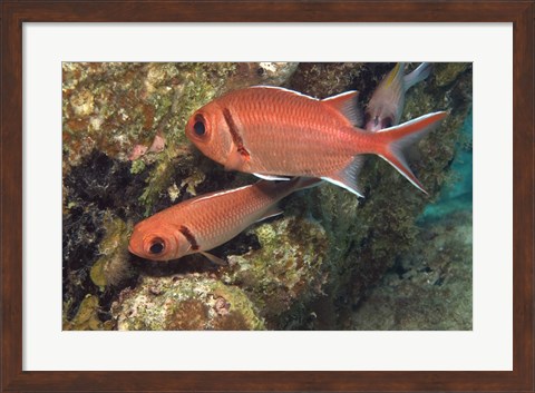 Framed Blackbar Soldierfish Print