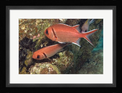 Framed Blackbar Soldierfish Print