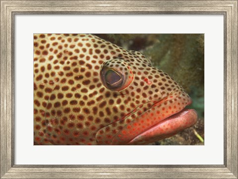 Framed Red Hind Fish up close Print