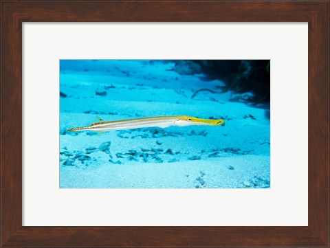 Framed Side profile of a Yellow Trumpet Fish swimming underwater Print