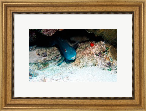 Framed Close-up of a parrotfish swimming underwater Print
