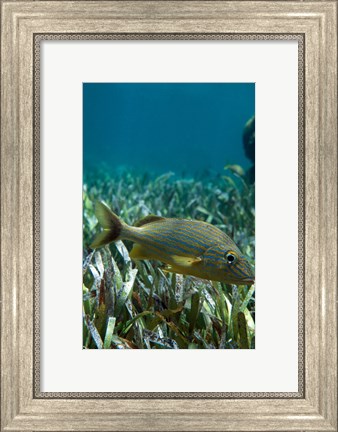 Framed Side profile of a Blue Striped Grunt swimming underwater Print