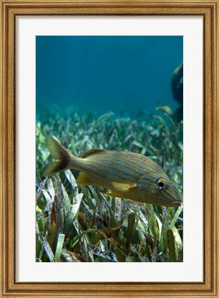 Framed Side profile of a Blue Striped Grunt swimming underwater Print
