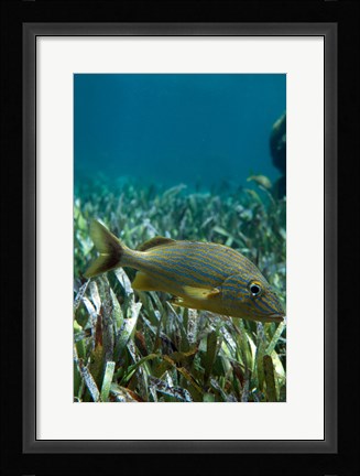 Framed Side profile of a Blue Striped Grunt swimming underwater Print