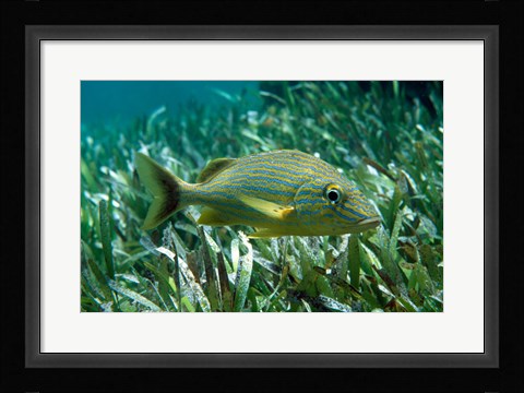 Framed Side profile of a Blue Striped Grunt Print