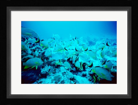Framed School of Blue Striped Grunts swimming underwater, Belize Print
