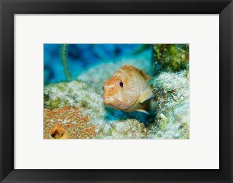 Framed Close-up of a juvenile grouper fish swimming underwater, Belize Print