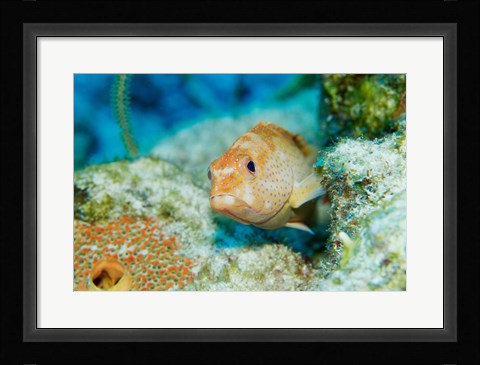 Framed Close-up of a juvenile grouper fish swimming underwater, Belize Print