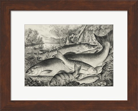 Framed American game fish Print