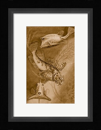 Framed Cow trunk fish, orange sea raven, common trunk fish Print