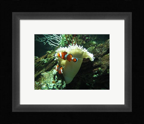 Framed Clown Fish Print