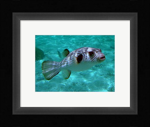 Framed Arothron Manilensis Print