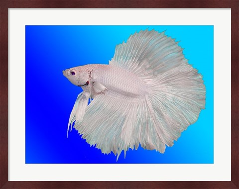 Framed White Betta Fish Print