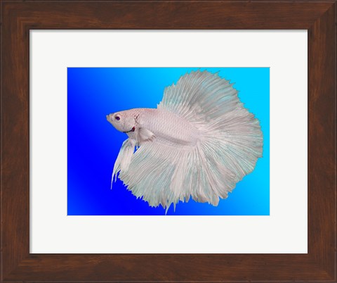 Framed White Betta Fish Print