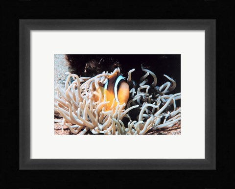 Framed Clown fish in coral reef Print
