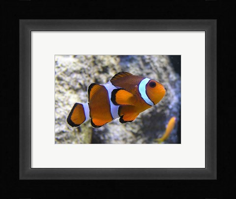 Framed Clown Fish Print
