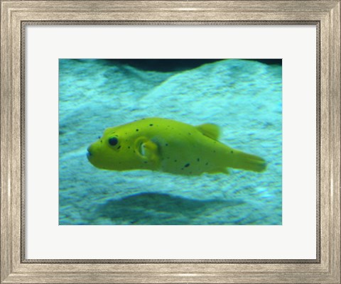Framed Puffer Fish Print