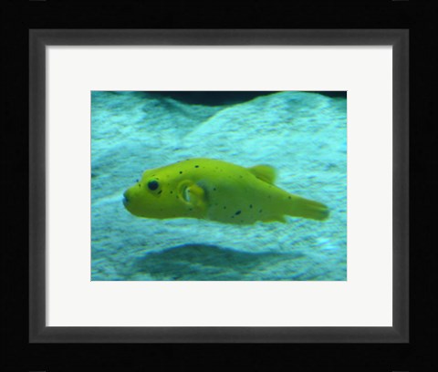 Framed Puffer Fish Print