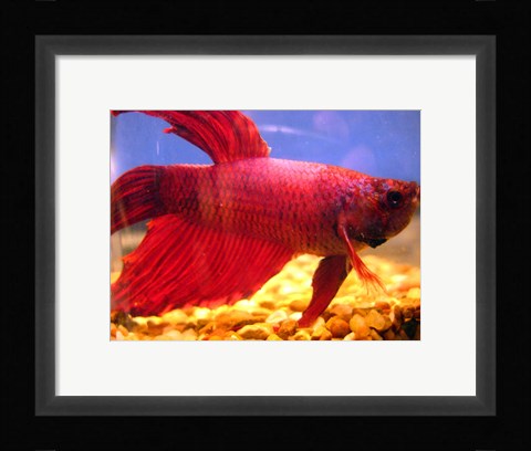 Framed Red Betta Fish Print