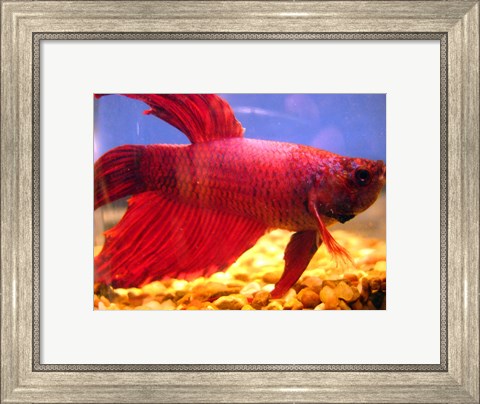Framed Red Betta Fish Print