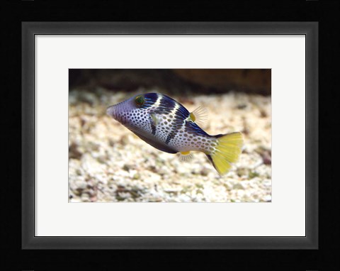 Framed Sharpnose Puffer Print