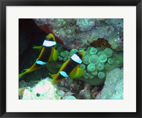 Framed islands clown fish Print
