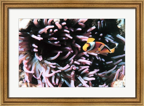 Framed Two banded clown fish Print