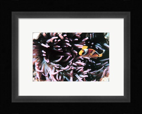 Framed Two banded clown fish Print