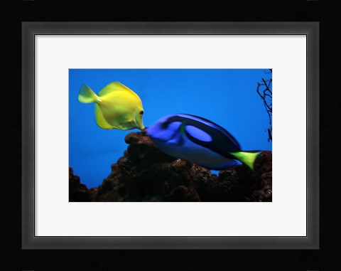 Framed Yellow Tang and Blue Tang Print