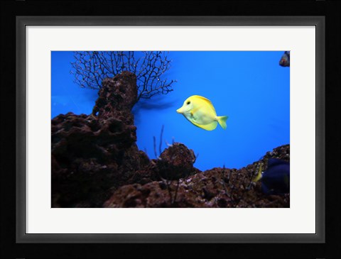 Framed YellowTang fish Print